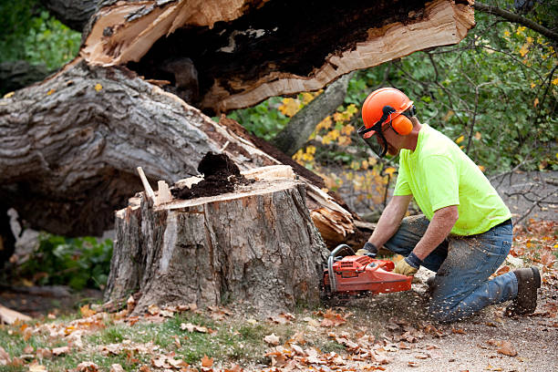 How Our Tree Care Process Works  in  Chilton, WI